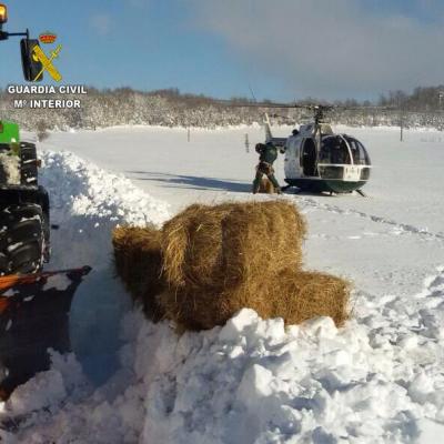 Guardia En Navamuel Hierba