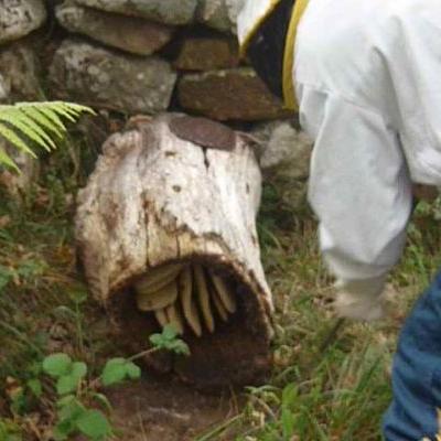Colmena En Tronco De Arbol