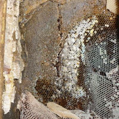 Panal Mien Dentro Del Tronco